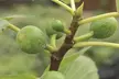 Green Fig Fruit Tree - 1 or 2 Potted Plants - Image 6