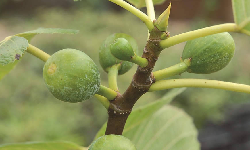 Image 6: Green Fig Fruit Tree - 1 or 2 Potted Plants