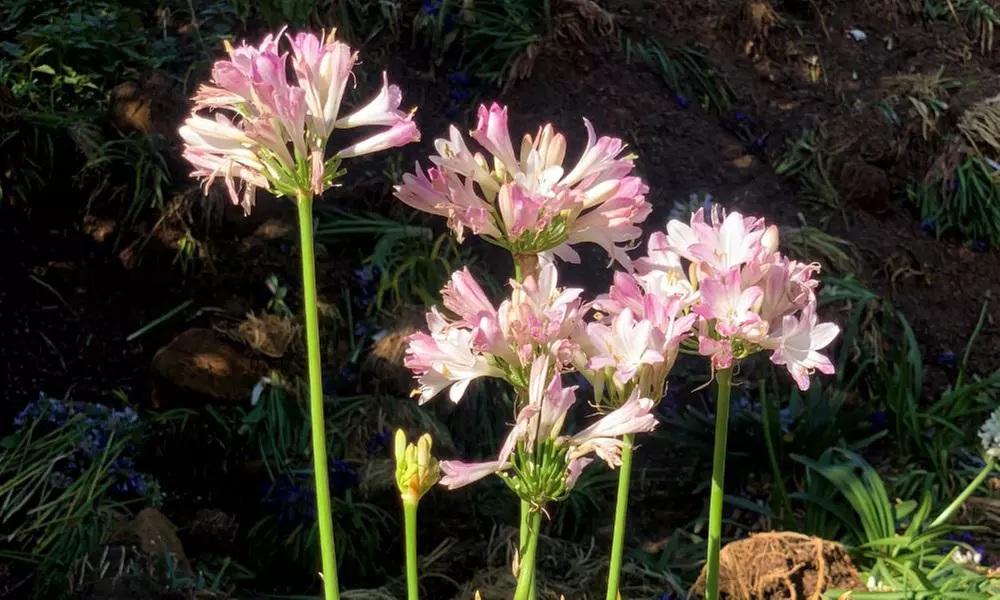 Agapanthus Blush Pink - 1 or 3 Potted Plants - Image 4