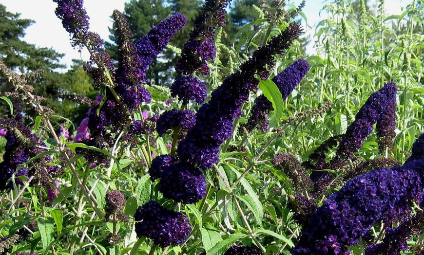 Image 1: 3x oder 6x Schmetterlingsflieder "Buddleja davidii"