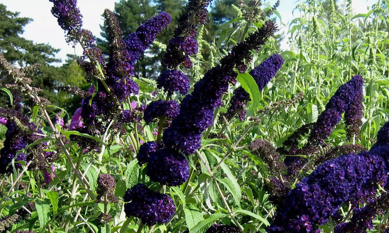 3x oder 6x Schmetterlingsflieder "Buddleja davidii" - Primary Image