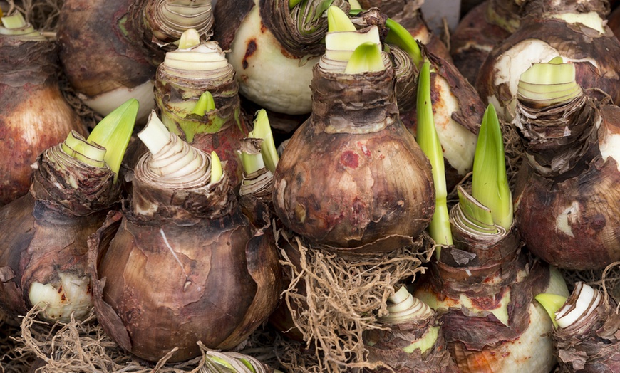 Image 5: Amaryllis Hippeastrum Bulbs 