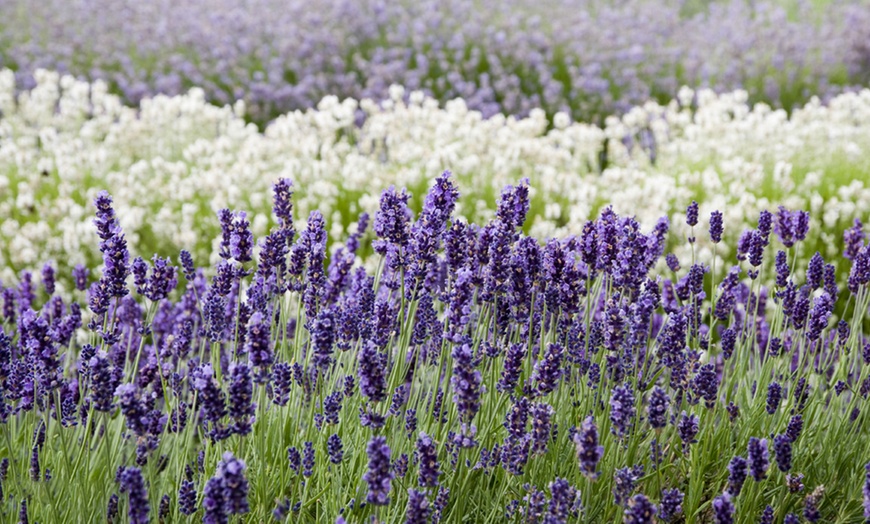 Image 2: Lavendel Hidcote en Munstead 