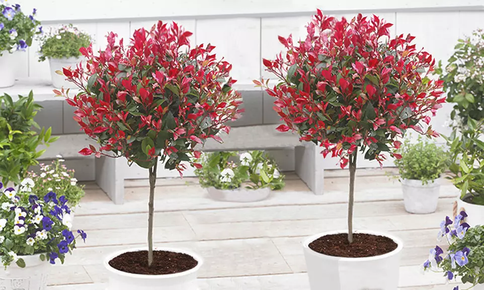 2x oder 4x Baldur Garten Photinia-Stämmchen - Primary Image