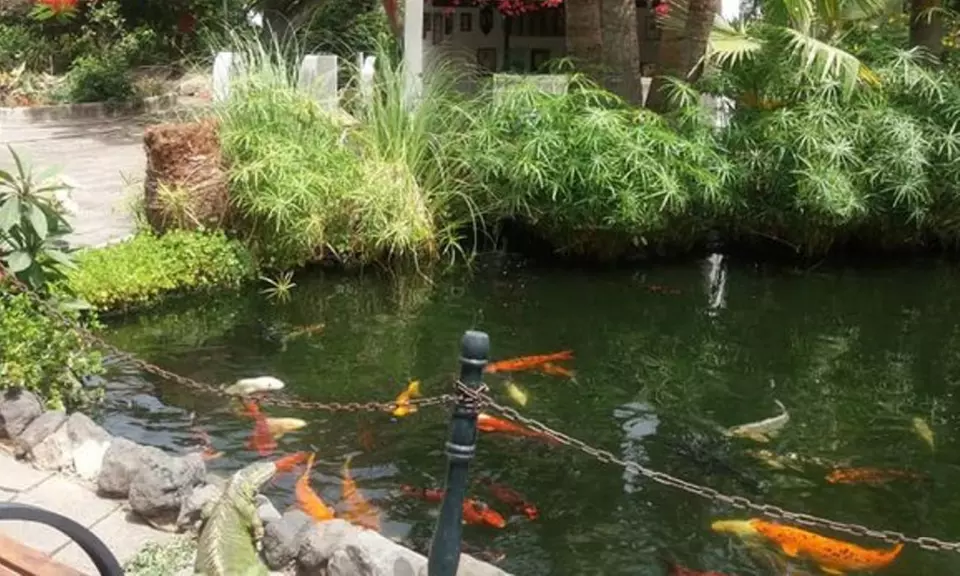 Entrada al orquidario y brunch en Café Orquidea