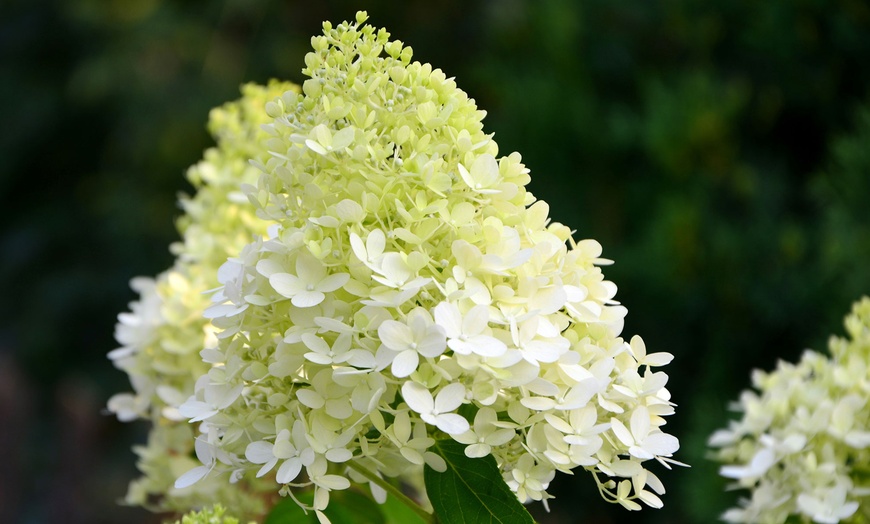 Image 2: Hydrangea Paniculata Selection - 1, 2 or 3 Potted Plants