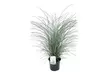 1 ou 2 pots de Miscanthus "Kleine Silberspinne" - Image 2