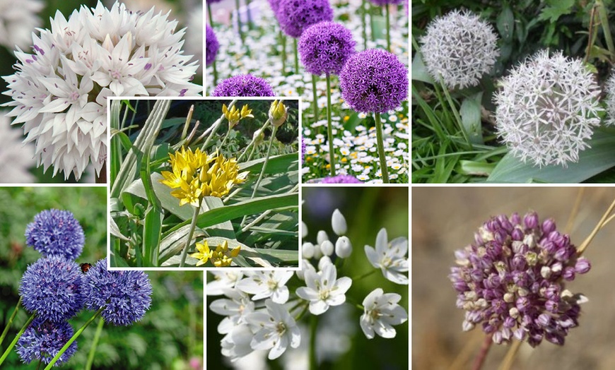 Image 1: Mixed Allium Collection - 105 or 210 Bulbs