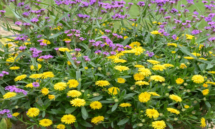 Image 3: Calendula Sunny Collection - 9 or 18 Plants