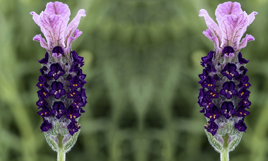 Image 1: French Lavender 'Castilliano'