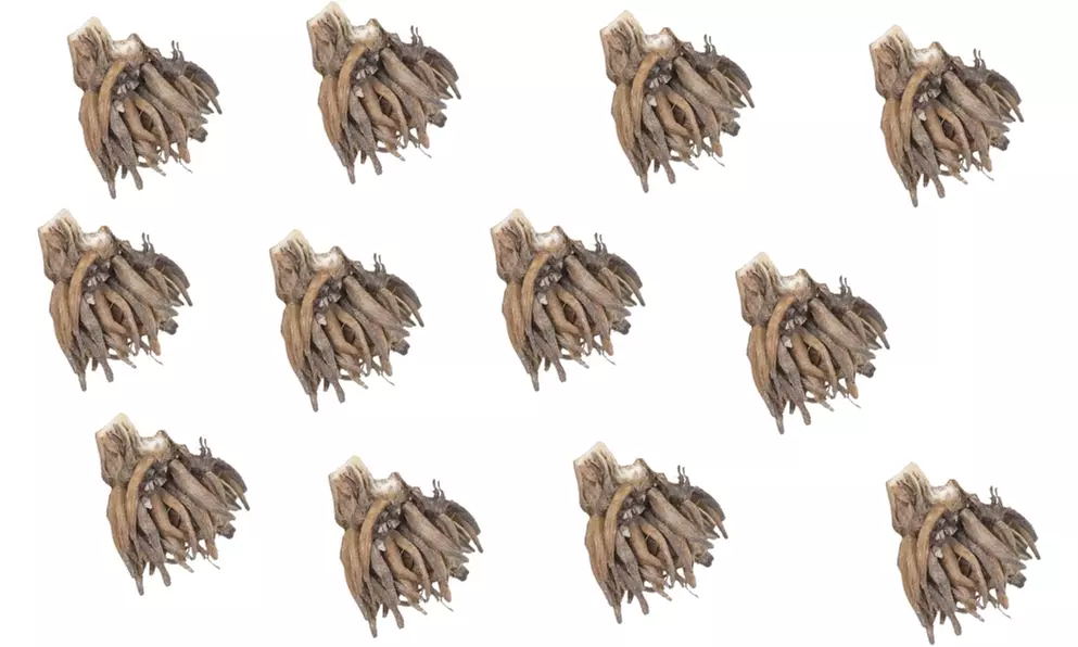 Mélange de 80 bulbes de plantes Ranunculus - Second Medium