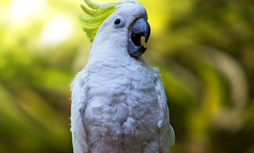 Image 13: ¡Descubre la aventura salvaje en Loro Parque!