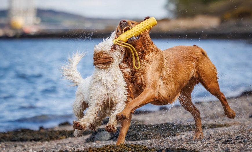 Image 10: Mini Doggy, Family, Full Doggy, or Full Family Photoshoot and More