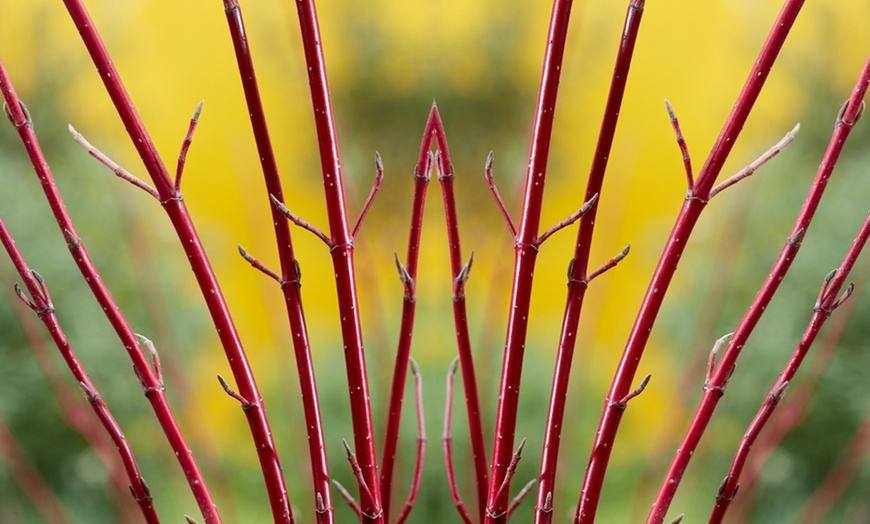 Image 4: Cornus Alba Miracle – 1, 3 or 5 Potted Plants