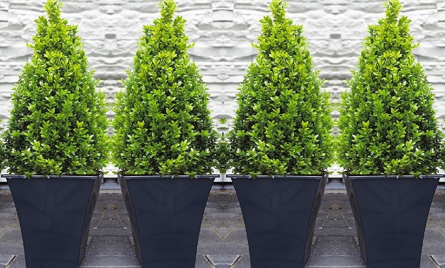 Image 1: Topiary Buxus Pyramids