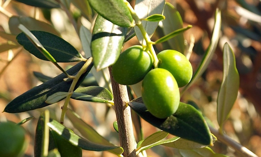 Image 5: Lot de 4 arbres fruitiers 