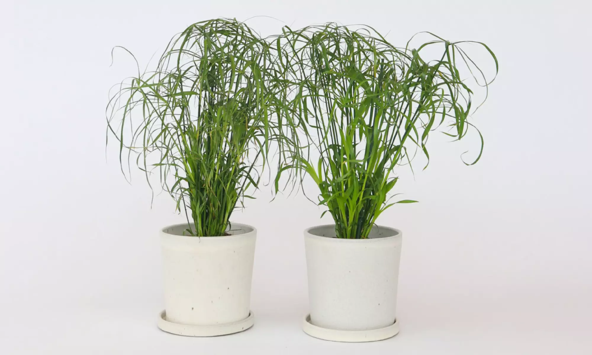 2x oder 4x Zypergräser "Cyperus alternifolius" - Primary Image