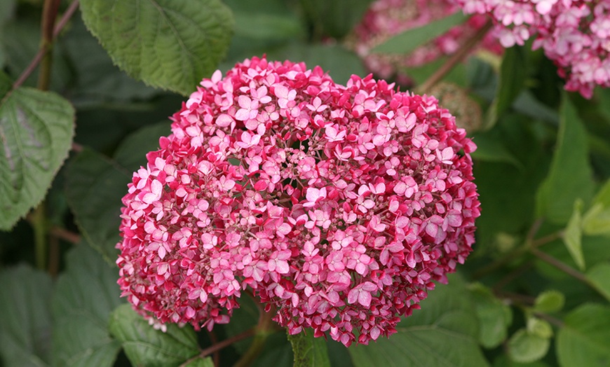 Image 2: Annabelle XXL roze hortensia's