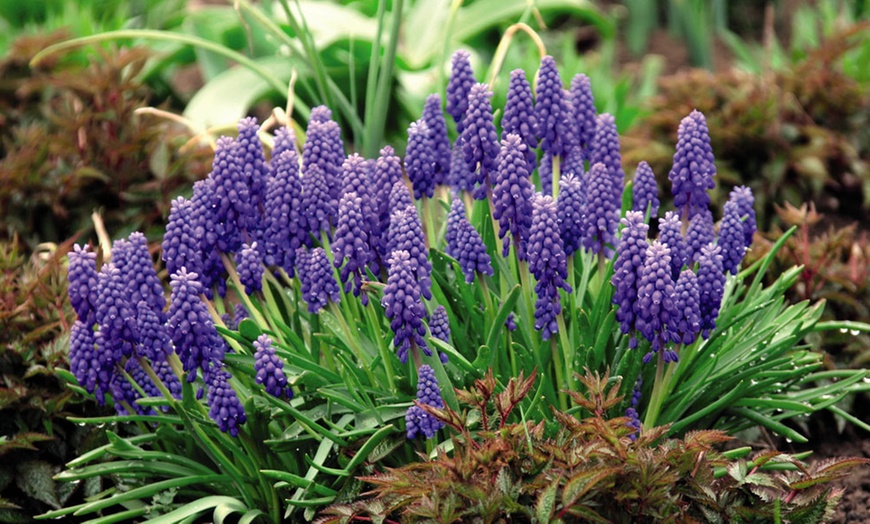 Image 3: 85, 170 or 340 Blue Muscari Grape Hyacinth Bulbs