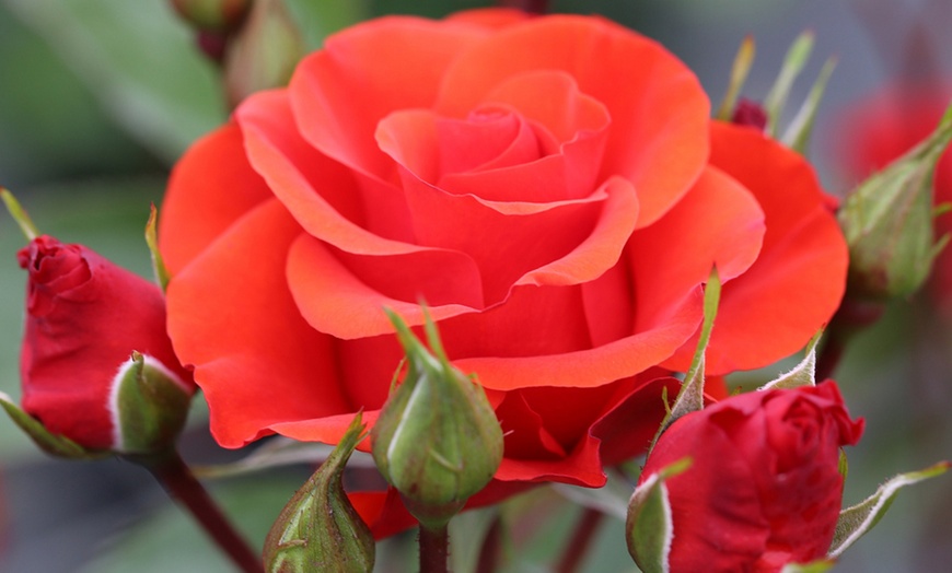 Image 6: Celebration Rose Bush Plants – 9 Varieties (1 Bare Root Plant)