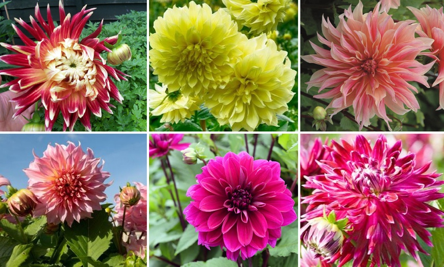 Image 1: Mixed Summer Dahlia Tubers