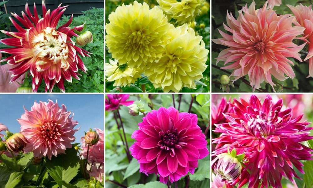 Mixed Summer Dahlia Tubers