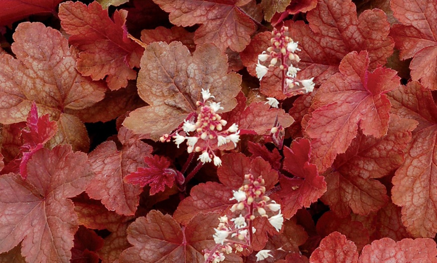 Image 5: Three or Six Plants of Heucherella Trailing Collection