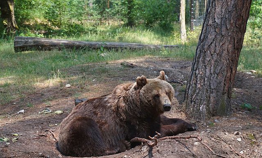 Image 4: Entdecke Wildtiere hautnah: Eintritt Wildpark Johannismühle