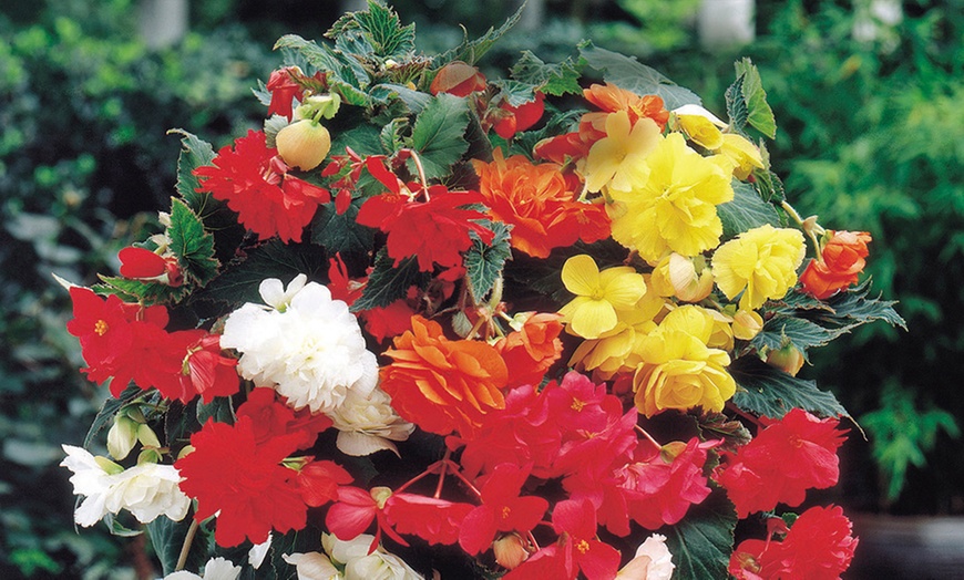 Image 3: Belgian Giant Begonia Tubers