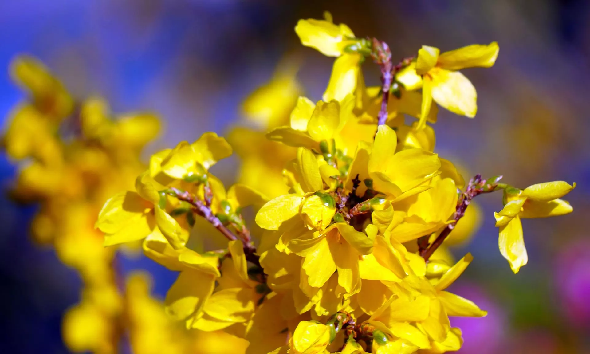 Lot de 4 ou 8 arbustes ornementaux XL différents