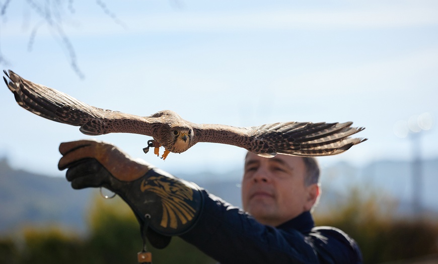 Image 10: Experiencia de cetrería con vuelo de águila en Emociones Al Vuelo