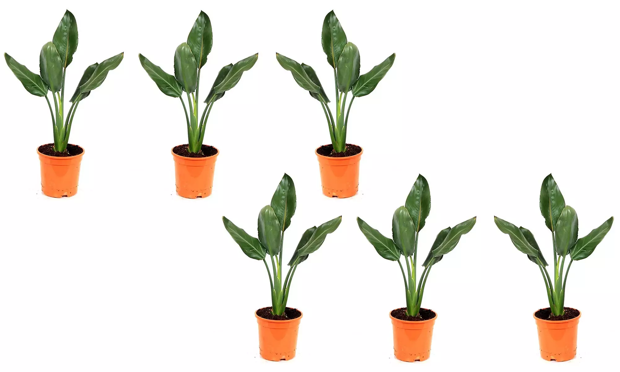 3 et 6 plants d'oiseaux de paradis Strelitzia Reginae 25-38 cm, livrés en pot par OH2 - Image 6