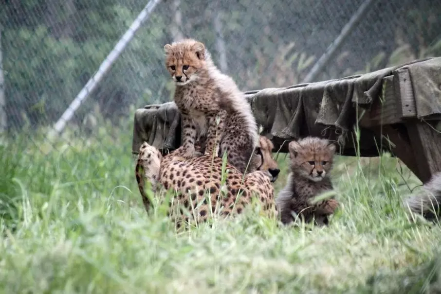 Wildlife Safari Drive Thru Discount Tickets & Deals