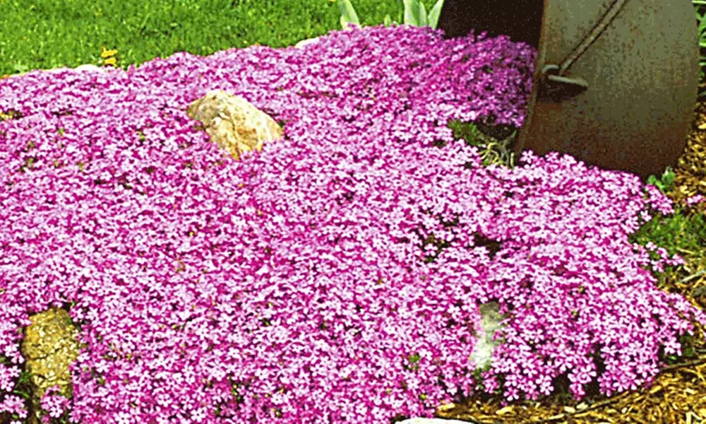 15x, 30x oder 45x Bodendeckender Phlox-Pflanzen - Primary Image