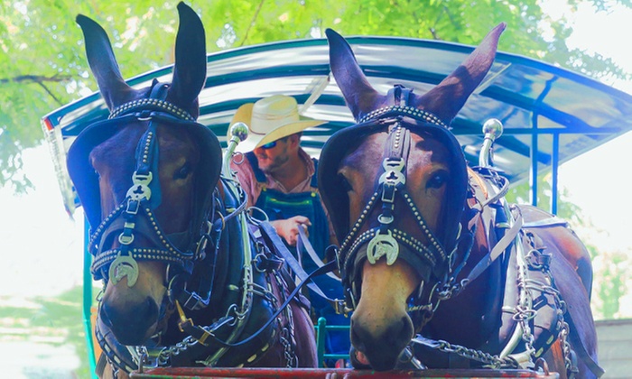 Mule Rides and Distillery Tours with Drinks for 2, 4, or 10