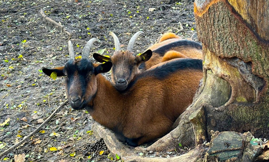 Image 1: Parc familial dédié à la protection des animaux