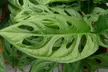 1 ou 2 plantes Monstera Monkey - Image 2