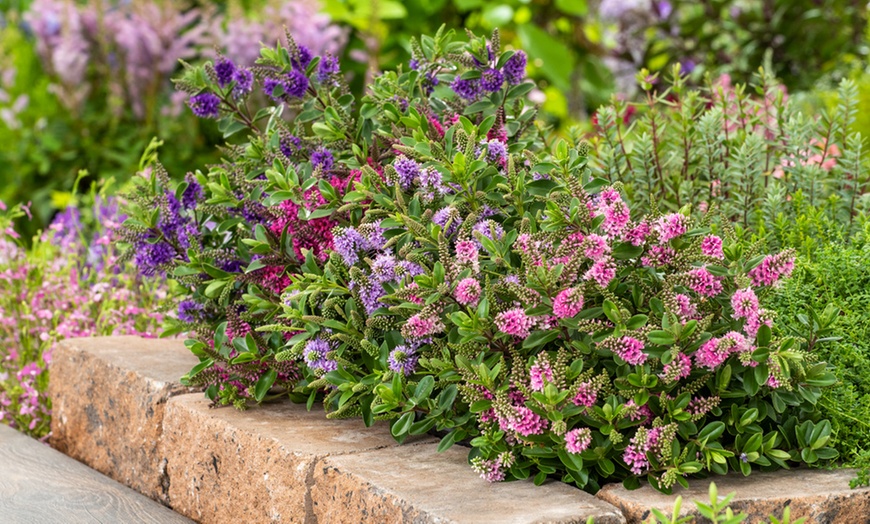 Image 1: 6 plants de véroniques "Hebe Veronica"