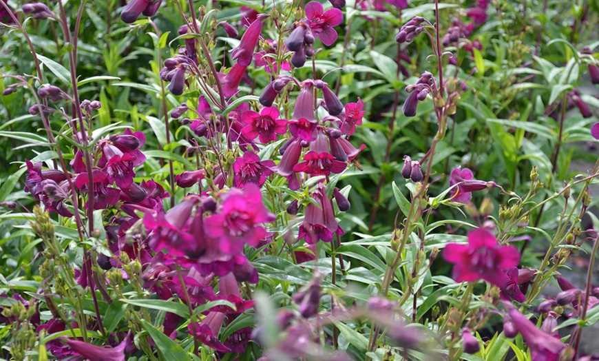 Pest Resistant Penstemon Collection - 12 or 24 Plants | Groupon