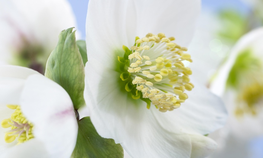 Image 4: Helleborus Niger Plant