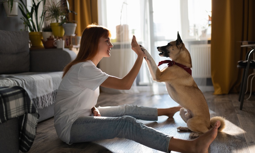 Image 3: Certified Dog Walking Professional & Socializing Online Course Bundle