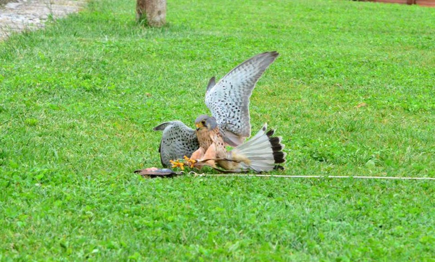 Image 12: Visita più dimostrazione di falconeria