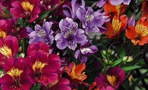 One, Three or Six Plants of Lucky Dip Alstroemeria Peruvian Lily Mix