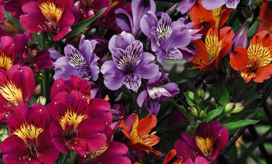 Image 1: One, Three or Six Plants of Lucky Dip Alstroemeria Peruvian Lily Mix