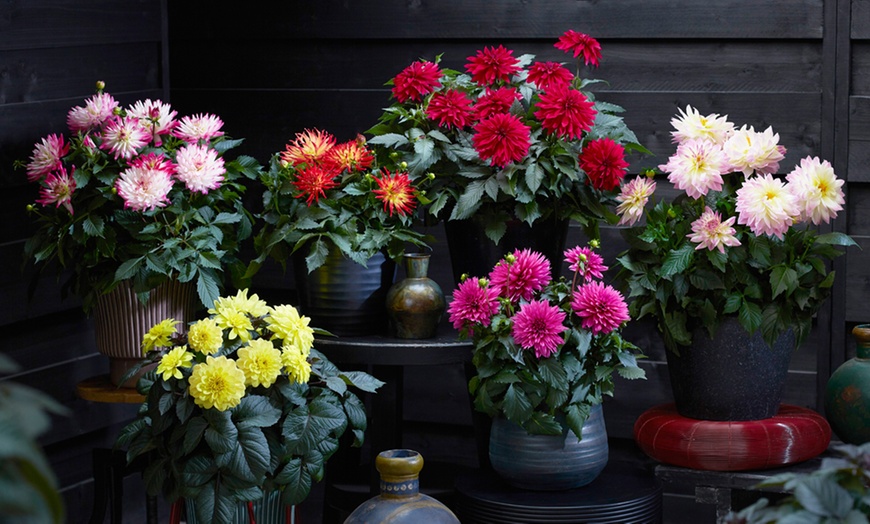 Image 1: Six 9cm Pots of Dahlia Maggiore Collection