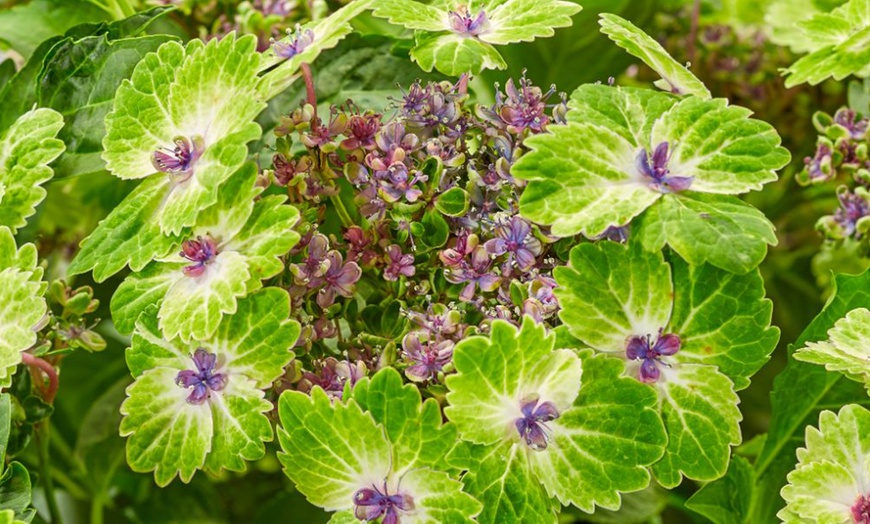 Image 3: Hydrangea Tellar Green Dream Plants