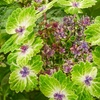 Image 3: Hydrangea Tellar Green Dream Plants