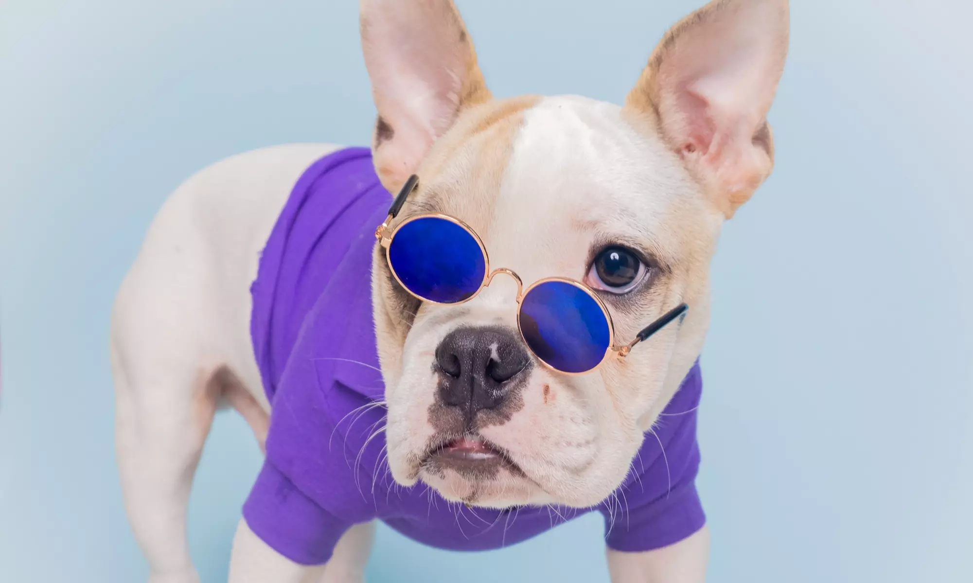 Up to 63% Off on Pet Photography at Daygo Studio - Primary Image