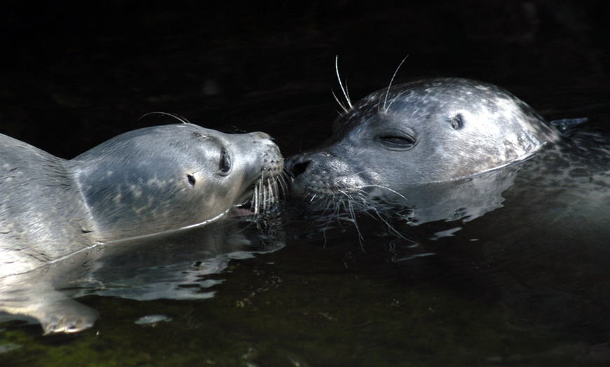 Image 19: Genova 4*: 1 o 2 notti con colazione, Acquario e Biosfera