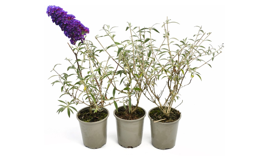 Image 6: Lot de 3 ou 8 plantes de Buddleja Davidii